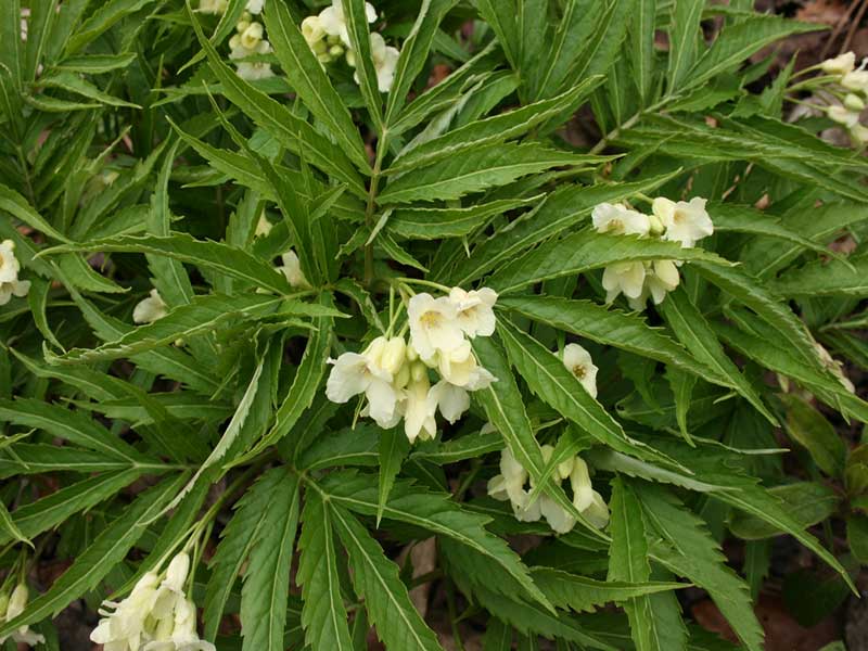 Cardamine enneaphyllos flowers
