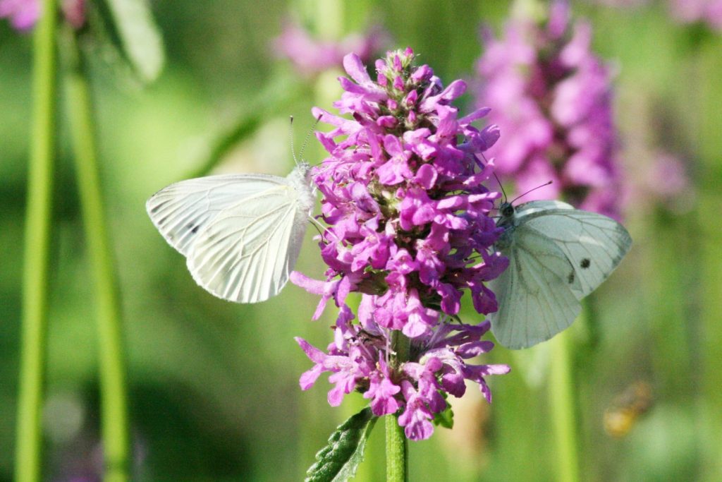 La Fauna farfalle