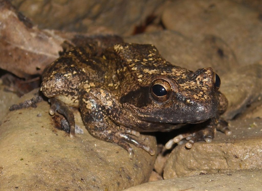 La Fauna rana italica, apenijnen