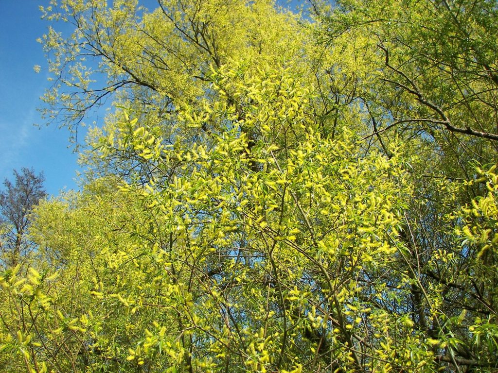 salix alba