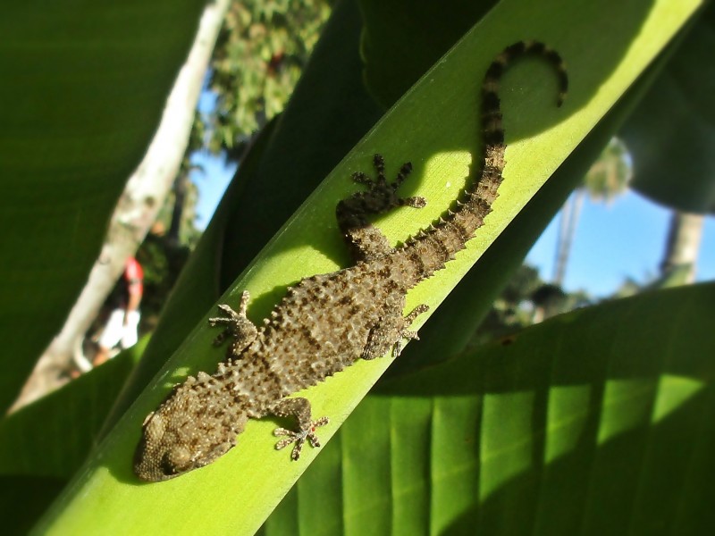 La Fauna tarentola mauritanica