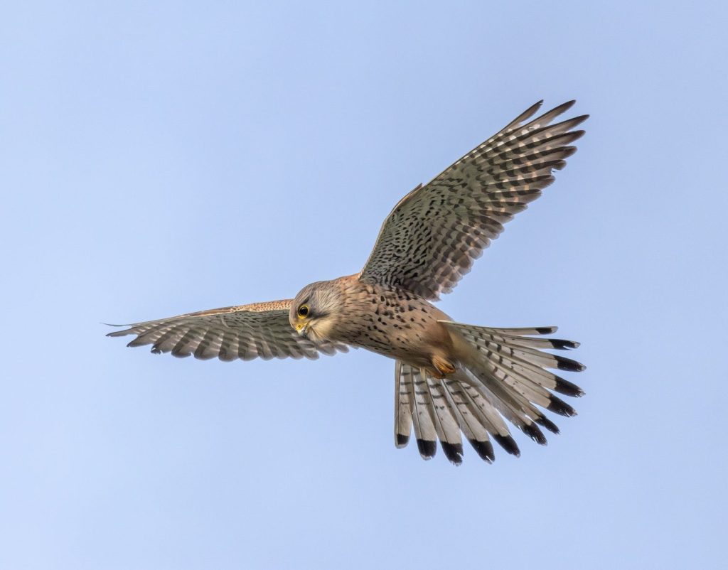 La Fauna falco