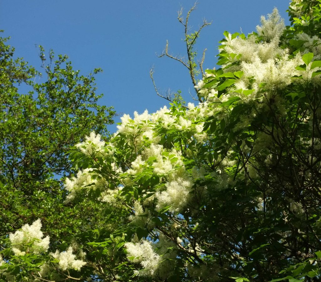 fraxinus