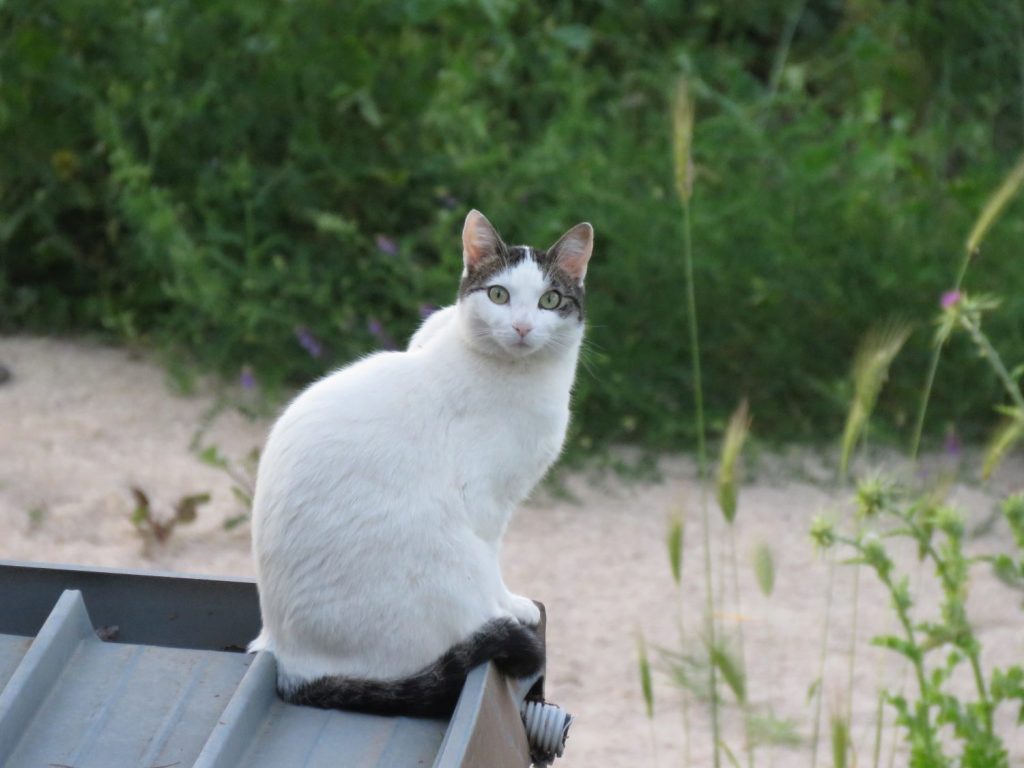 La Fauna gatto