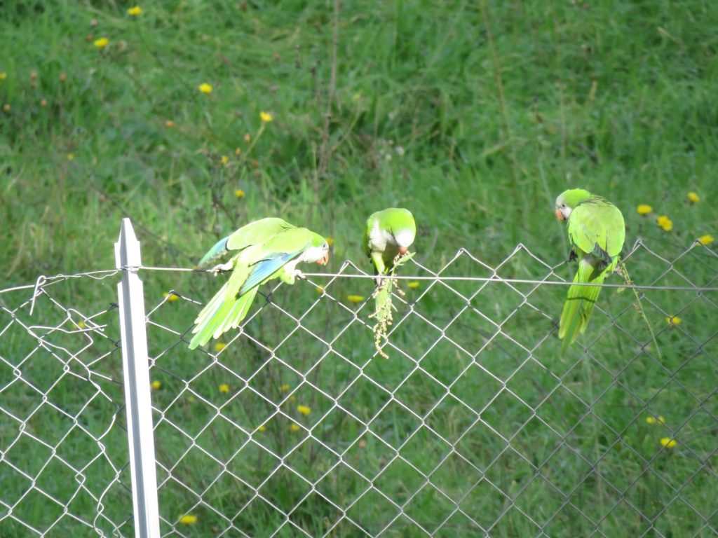 La Fauna pappagalli