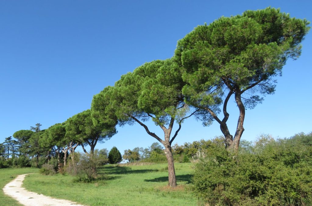 pinus pinea umbrella