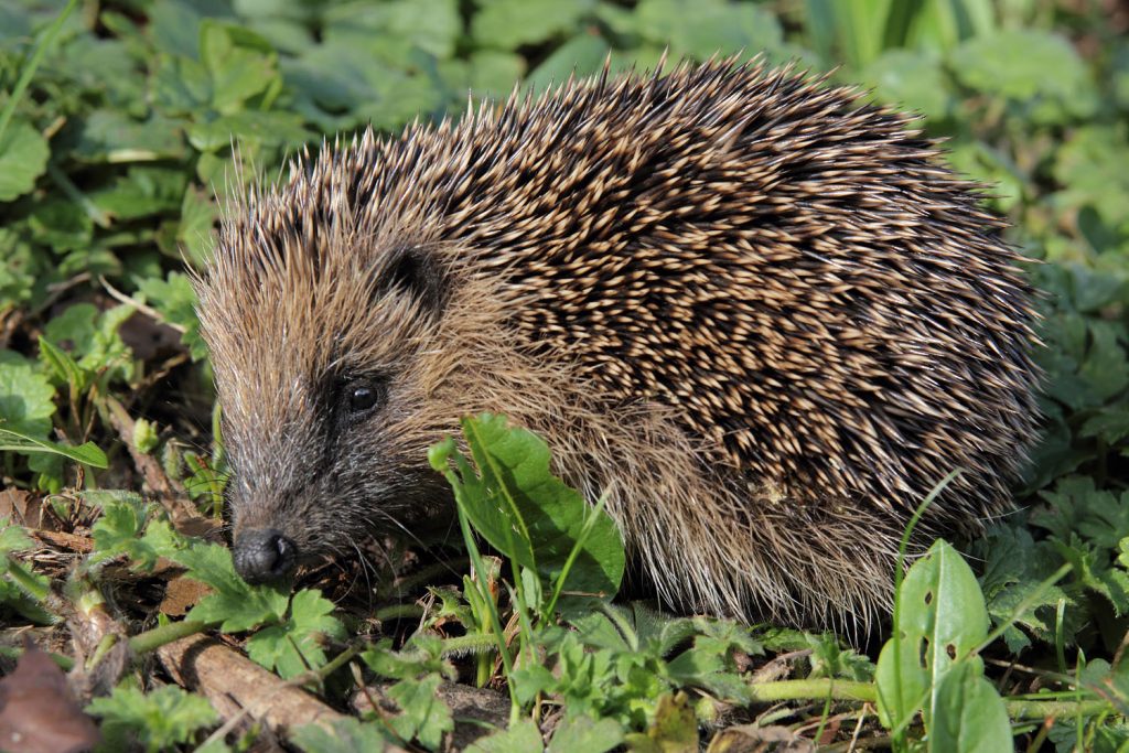 La Fauna riccio