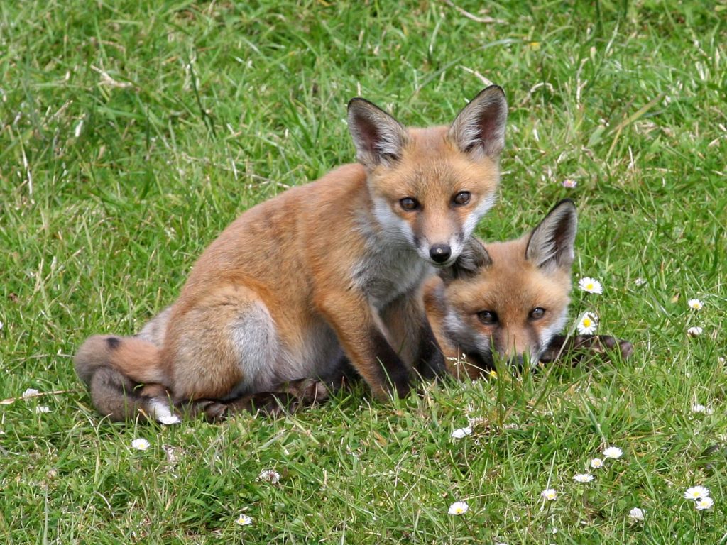 La Fauna volpe